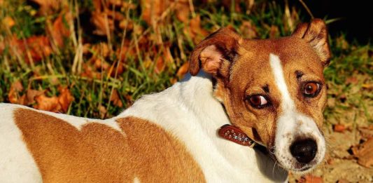 Paure nel cane: quali sono le tre più frequenti ? Scopriamole! paure nel cane