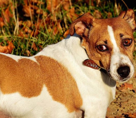 Paure nel cane: quali sono le tre più frequenti ? Scopriamole! paure nel cane