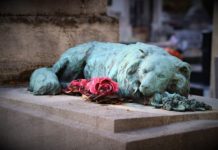 rapporto uomo animale