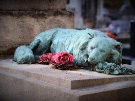 rapporto uomo animale