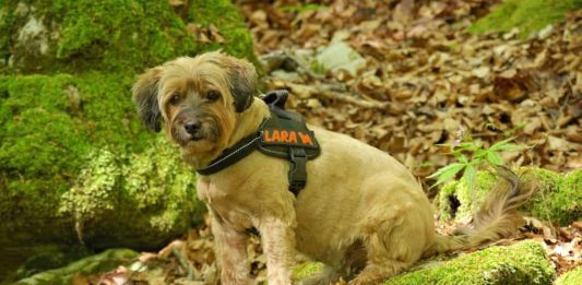 scegliere la pettorina