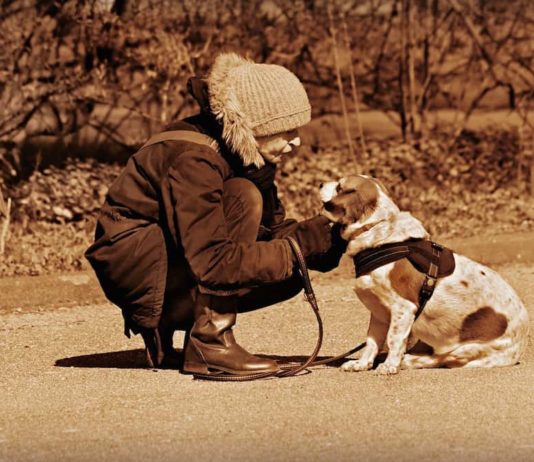 Usa: un milione di dollari per aiutare le vittime di violenza e i loro animali vittime di violenza