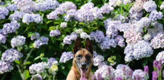 aggressività da controllo