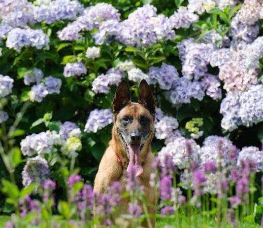 aggressività da controllo