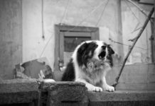 aggressività nel cane
