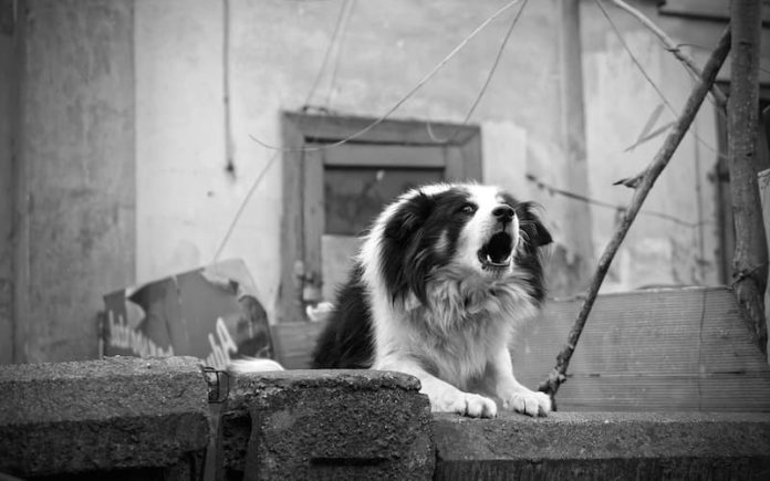 aggressività nel cane aggressività nel cane