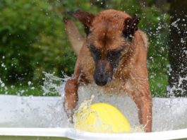 aggressività nel gioco