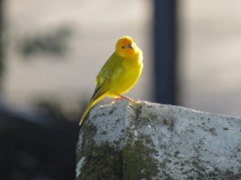 origini del canarino