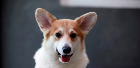 corgi