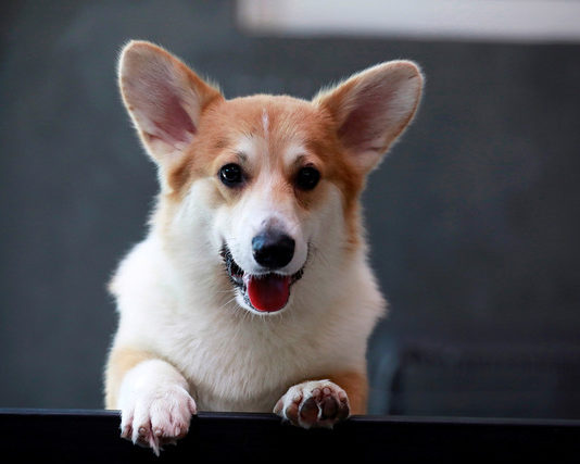 Quando il Corgi a Bangkok sorprende in maniera… british! corgi