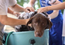 cosmetici per animali