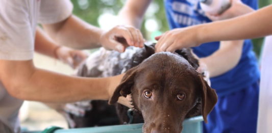 Prodotti cosmetici per animali: come capire se sono sicuri? cosmetici per animali