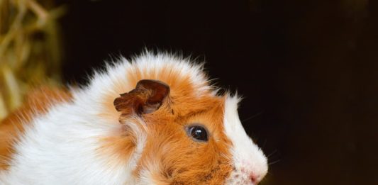 cute della cavia