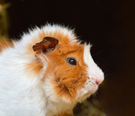 cute della cavia