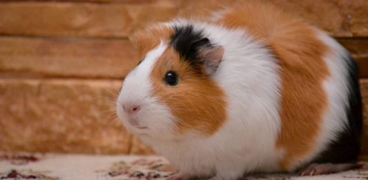 Come difendere la cavia dagli ectoparassiti? Ecco i consigli da seguire! ectoparassiti