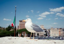 gabbiani