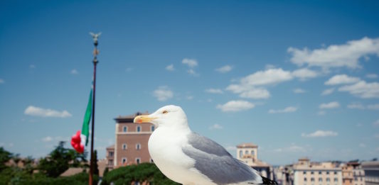 gabbiani