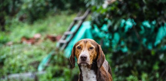 gestire gli animali randagi