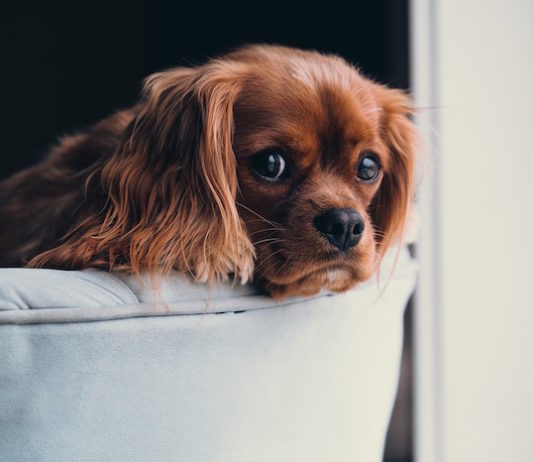 il fumo uccide anche loro