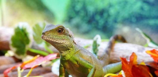 Come maneggiare un rettile? Ecco alcune regole da seguire maneggiare un rettile