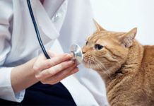 medico veterinario