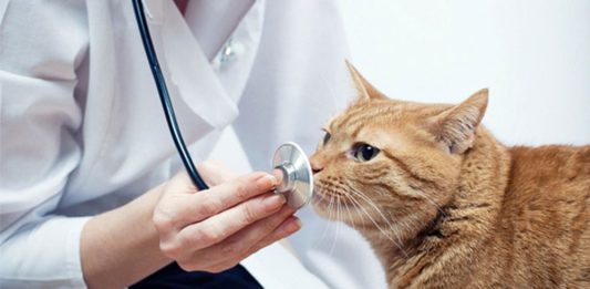 medico veterinario
