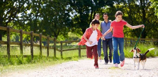 mercato del pet food