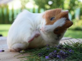 Pidocchi della cavia: attenzione a questi parassiti! pidocchi