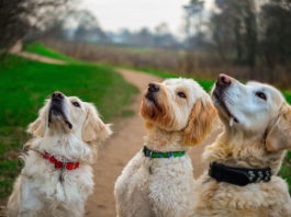 La sterilizzazione del cane: quali sono i pro e i contro? sterilizzazione del cane