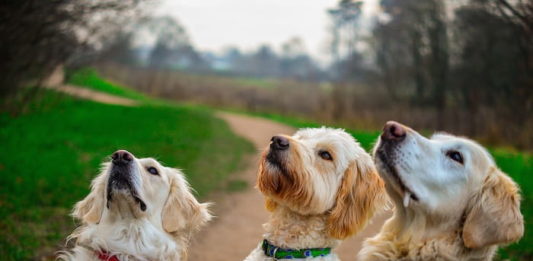 sterilizzazione del cane
