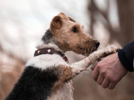 umanizzazione degli animali