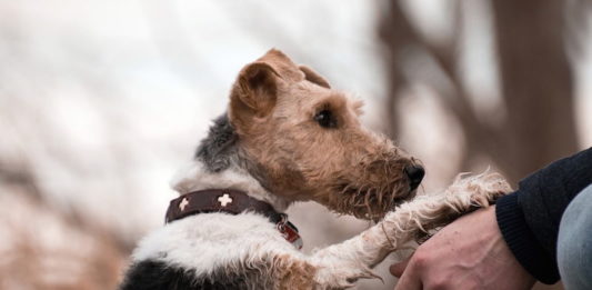 Eccessiva umanizzazione degli animali: quali sono i rischi? umanizzazione degli animali