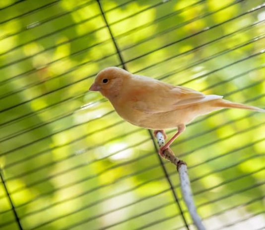Cosa bisogna fare se le uova di canarino non schiudono nel nido? uova di canarino non schiudono