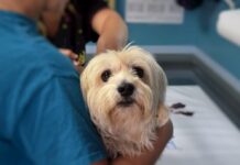 veterinario deve garantire le cure urgenti