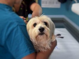 Il medico veterinario deve garantire le cure urgenti agli animali? veterinario deve garantire le cure urgenti