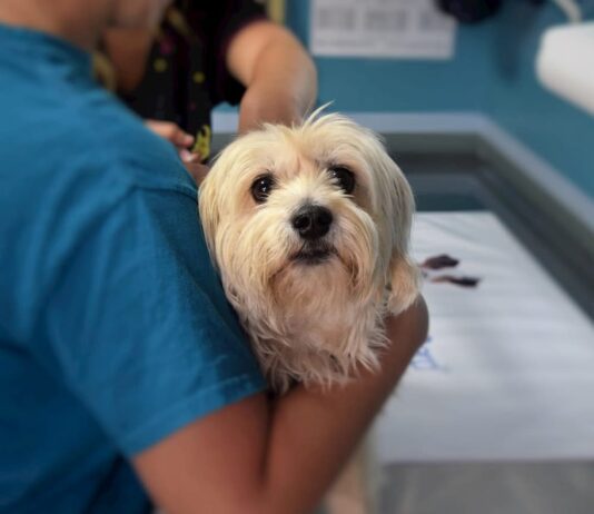 Il medico veterinario deve garantire le cure urgenti agli animali? veterinario deve garantire le cure urgenti