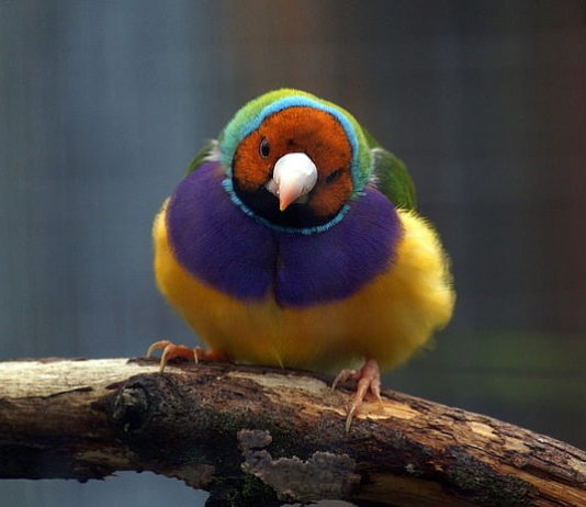 Acaro Sternostoma tracheacolum: diffusione, sintomi e cura negli uccelli acaro Sternostoma Tracheacolum