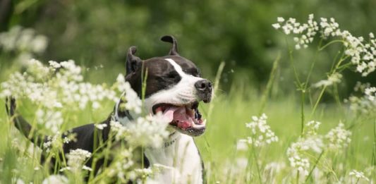 Arrivo della bella stagione: attenzione alle allergie stagionali! allergie