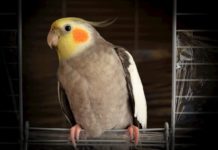 animali esotici