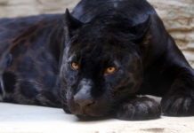 animali più famosi nel mondo della letteratura