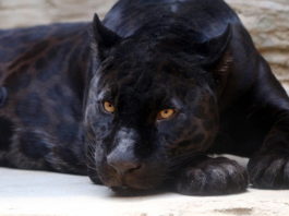 animali più famosi nel mondo della letteratura