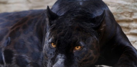 Quali sono i tre animali più famosi nel mondo della letteratura? animali più famosi nel mondo della letteratura