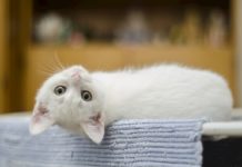 benessere degli animali