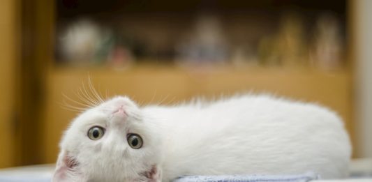 benessere degli animali