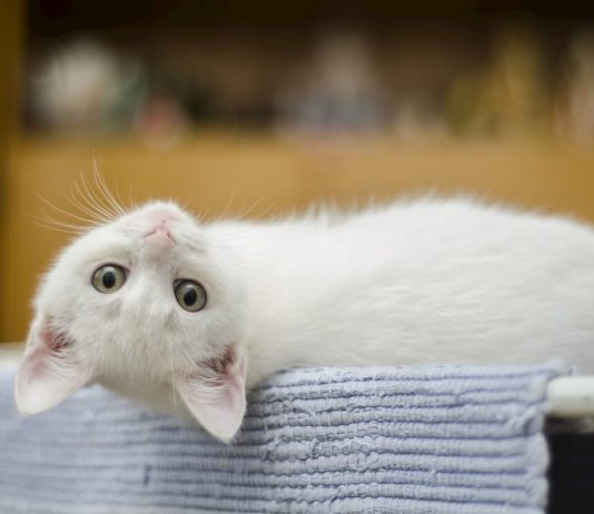 benessere degli animali