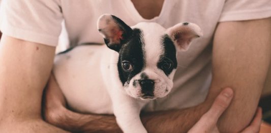 Dutch cell dogs, la mediazione animale nelle prigioni dutch cell dogs
