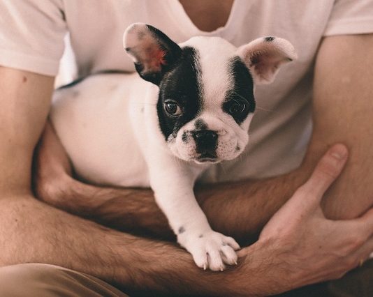 Dutch cell dogs, la mediazione animale nelle prigioni dutch cell dogs