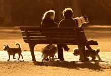 essere proprietario di un cane