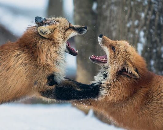 Fauna selvatica, l’importanza della conservazione di un bene comune fauna selvatica