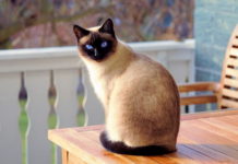 gatto di razza